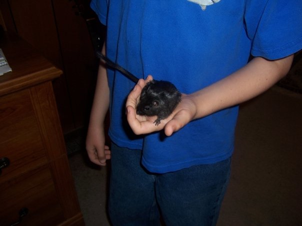 This is Achilles the gerbil.  We've only had him for a few months.  He is the fourth gerbil we've had.  