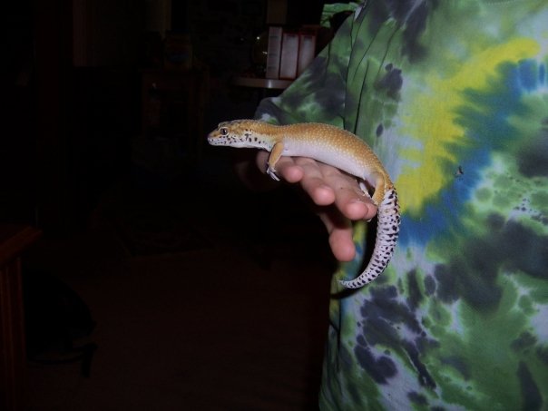 This is either Felix or Zeus, one of our two leopard geckos.  My son seems to be the only one who can tell them apart.
